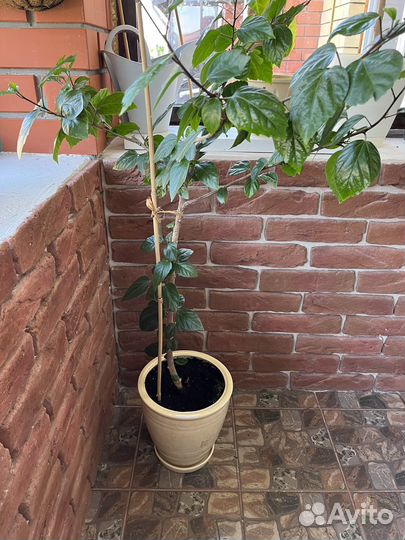 Гибискус красный