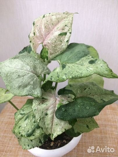 Сингониум Серый призрак и другие сорта