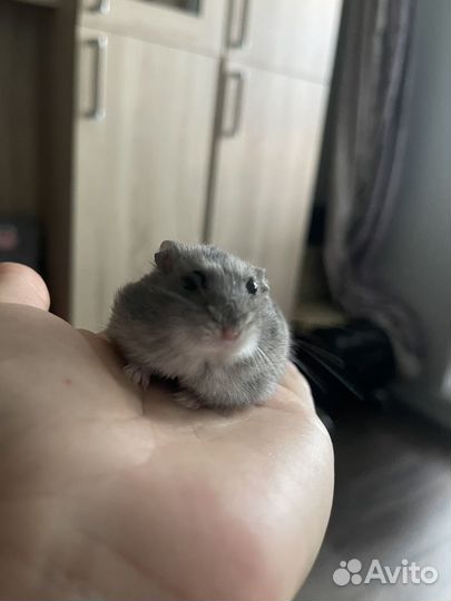 Джунгарский хомяк с клеткой