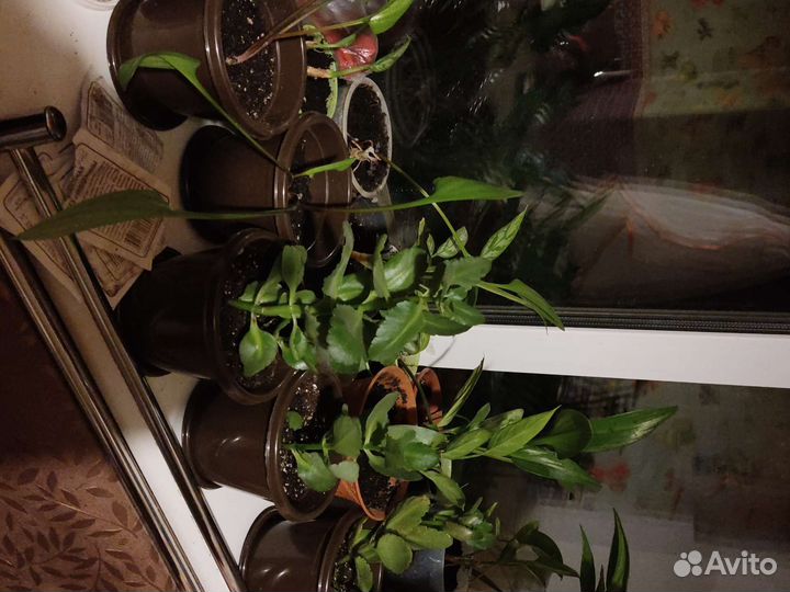 Продам цветы комнатные