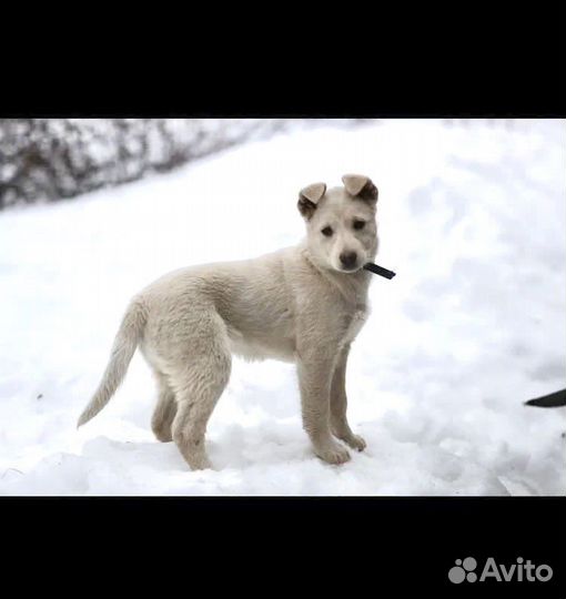 Щенок девочка Умка из монастыря в добрые руки