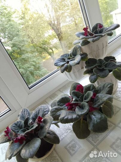 Сортовые фиалки