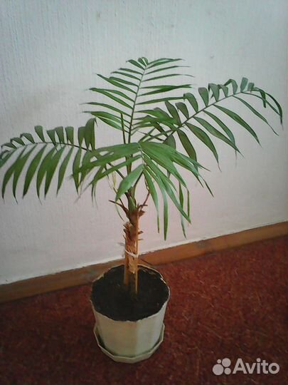 Пальма хамедорея