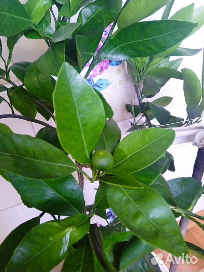 Цитрусовое дерево