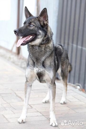 Восточноевропейская овчарка + хаски