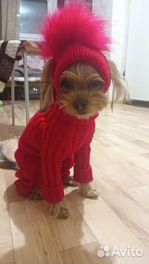 Одежда для животных