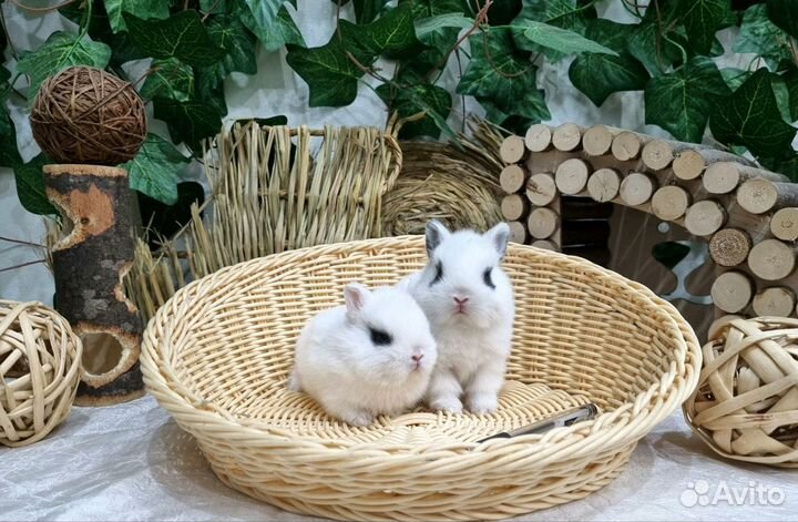 Декоративные карликовые кролики мини