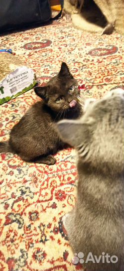 Кошки в добрые руки бесплатно