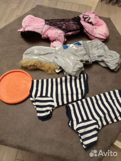 Одежда для собак мелких пород