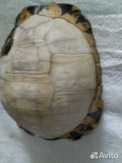 Черепаха сухопутная