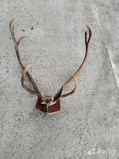 Продам рога оленя