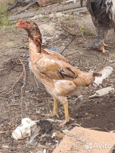 Бойцовые петух