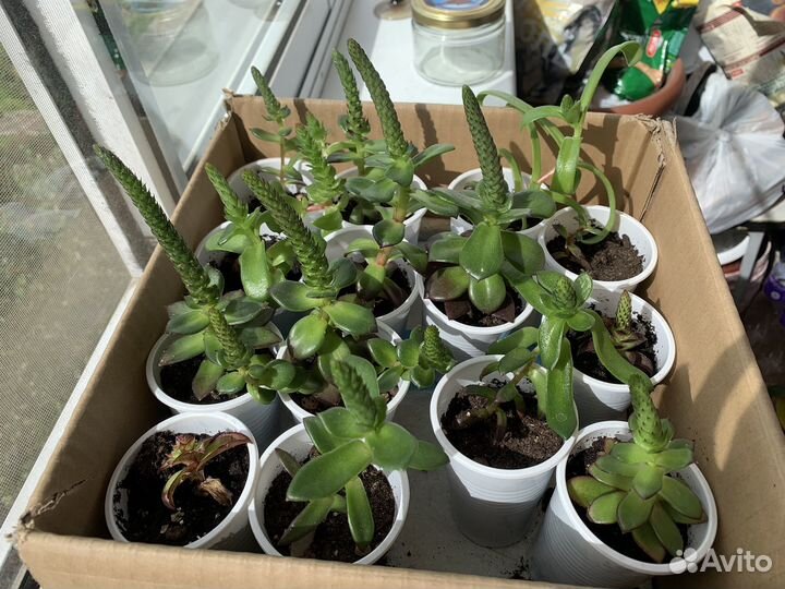 Суккуленты