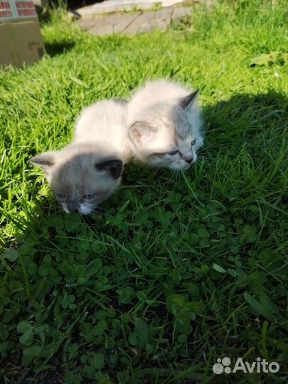 Котята в добрые руки бесплатно