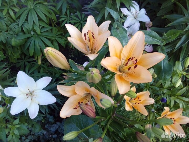 Лилия луковицы