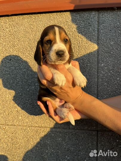 Щенки бигль