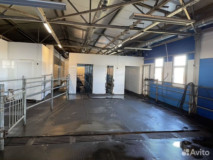 Животноводческая ферма крс молочного направления