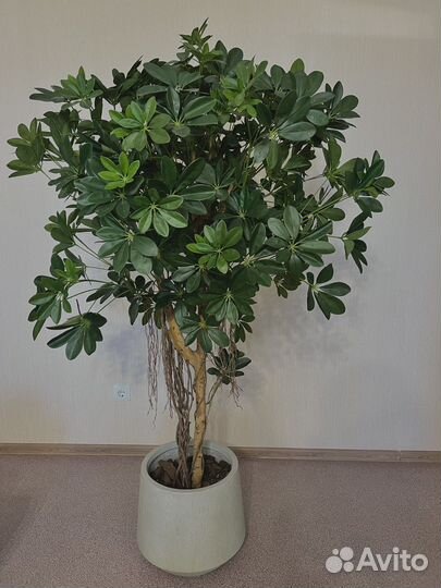 Шефлера дерево искусственное