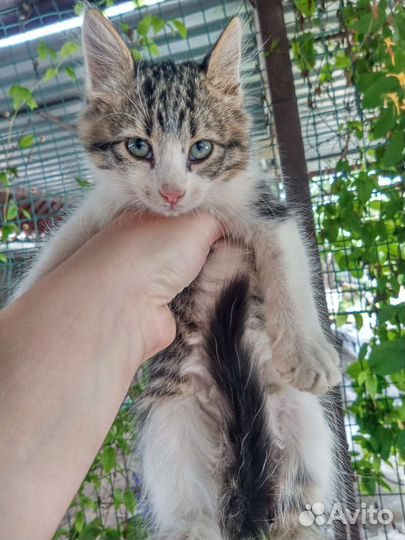 Кошка в дар