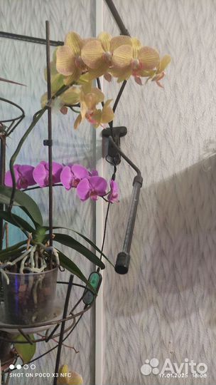 Орхидеи