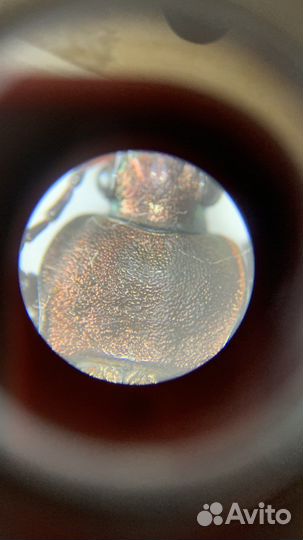 Жук жужелица решётчатая Carabus cancellatus