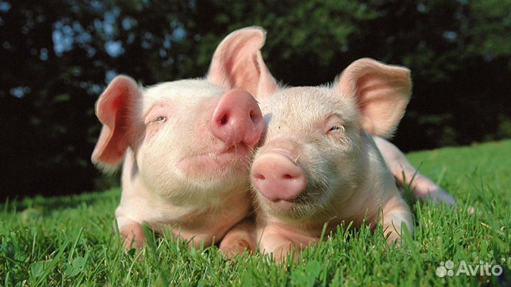 Продам поросят