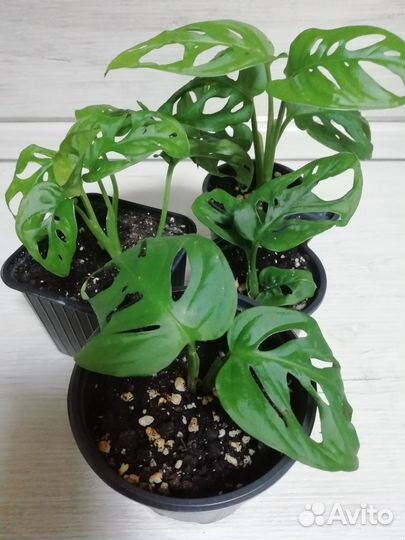 Фелодендрон Майо, папорот, эпеп, монстера, фикус