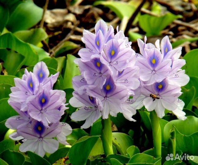 Гиацинт и др. Прудовые растения