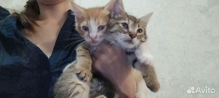 Котята 2 месяца