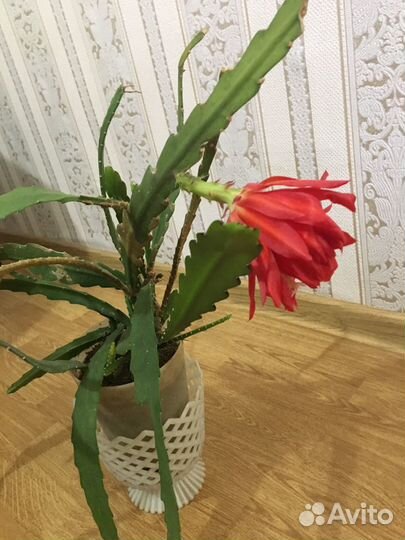 Комнатное растение.Эпифиллум