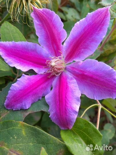 Деленки клематиса