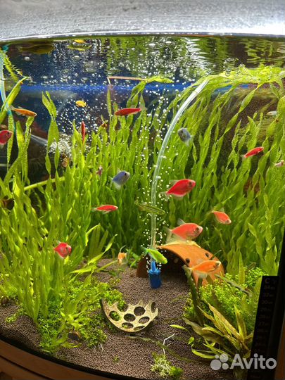 Тернеция гло