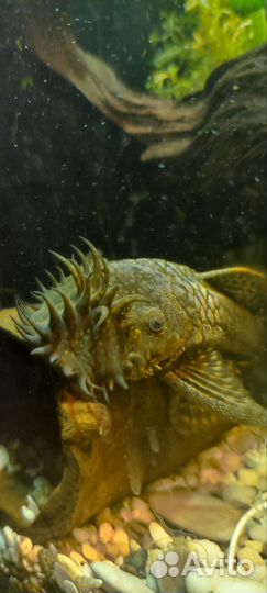 Анциструсы (подростки и взрослые особи)