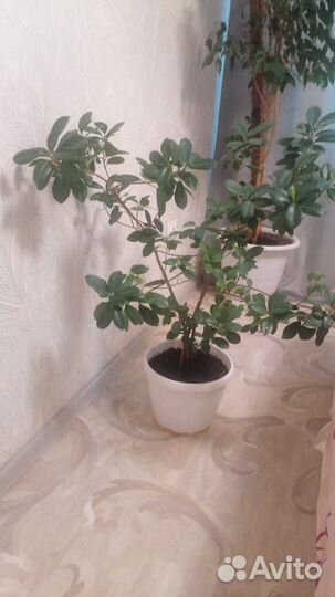Продам фикус китайский