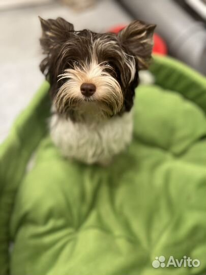 Передержка животных