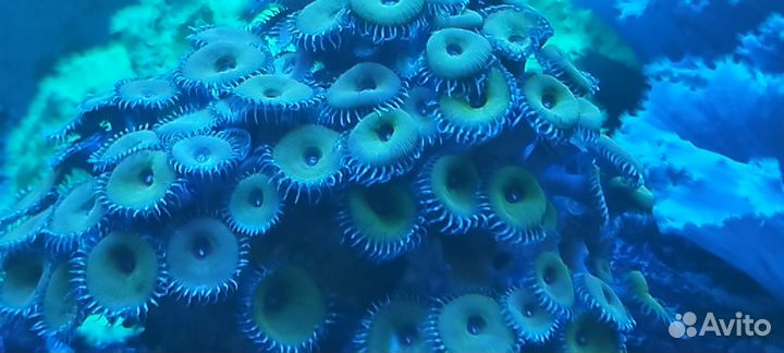 Актинии.морские звёзды, живые камни