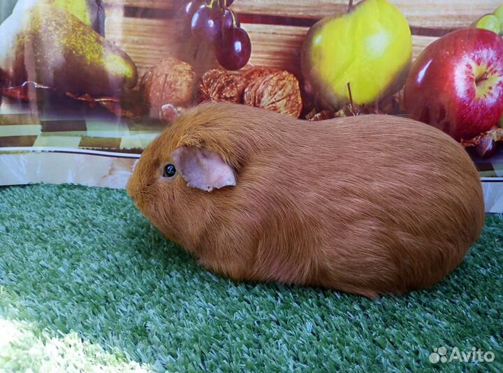 Питомники морских свинок