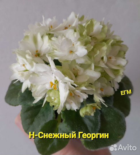 Фиалки мини и полумини