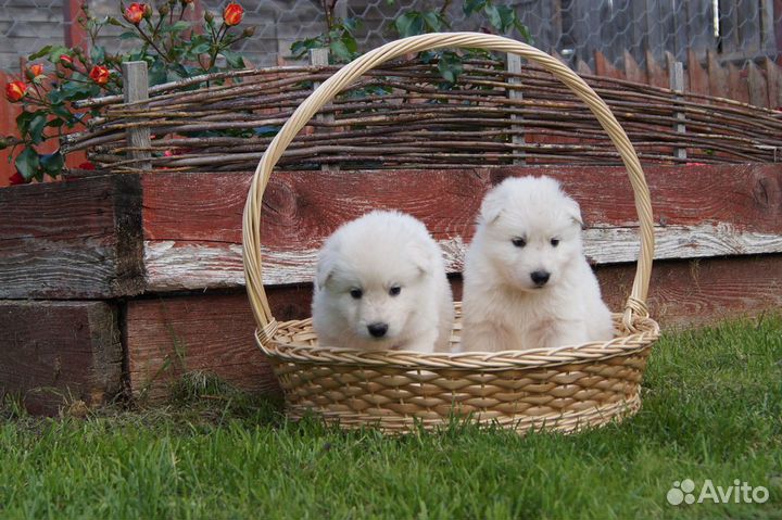 Белая швейцарская овчарка. Щенки