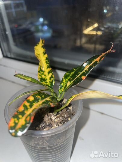 Кротон редкий