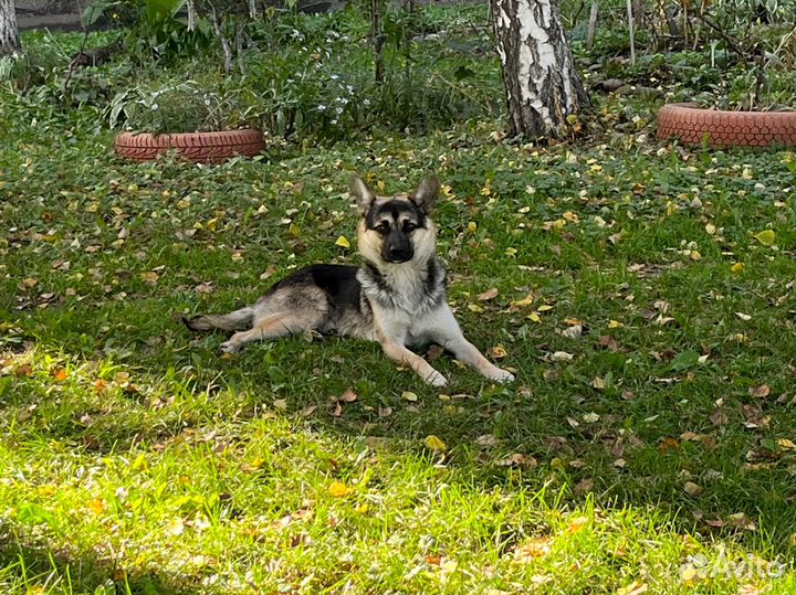 Собака в добрые руки