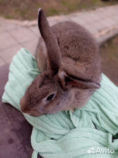 Кролик для случки