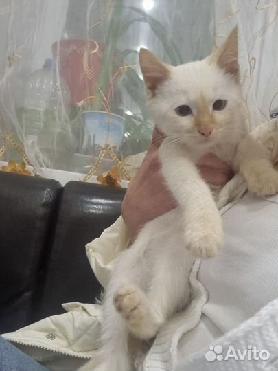 Котик