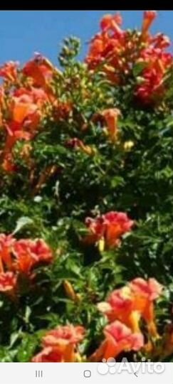 Садовые цветы