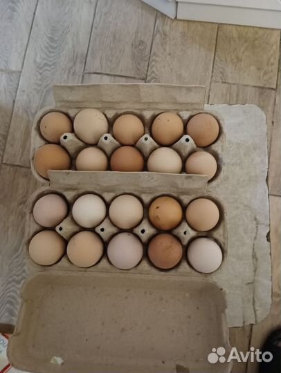 Инкубационное яйцо кур
