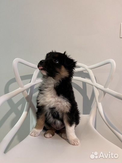 Альдо ищет дом