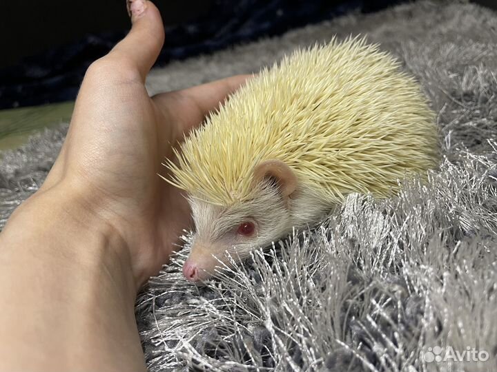 Вязка африканский карликовый ёж