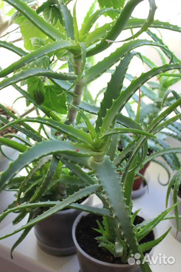 Алое лекарственный