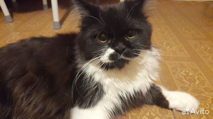 Котик в добрые руки