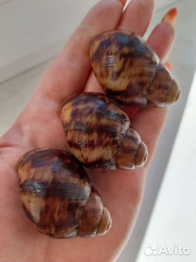 Арх.овум ульхауз